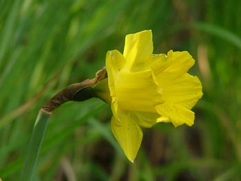 Narcissus pseudonarcissus obvallaris (trompetje) bestellen